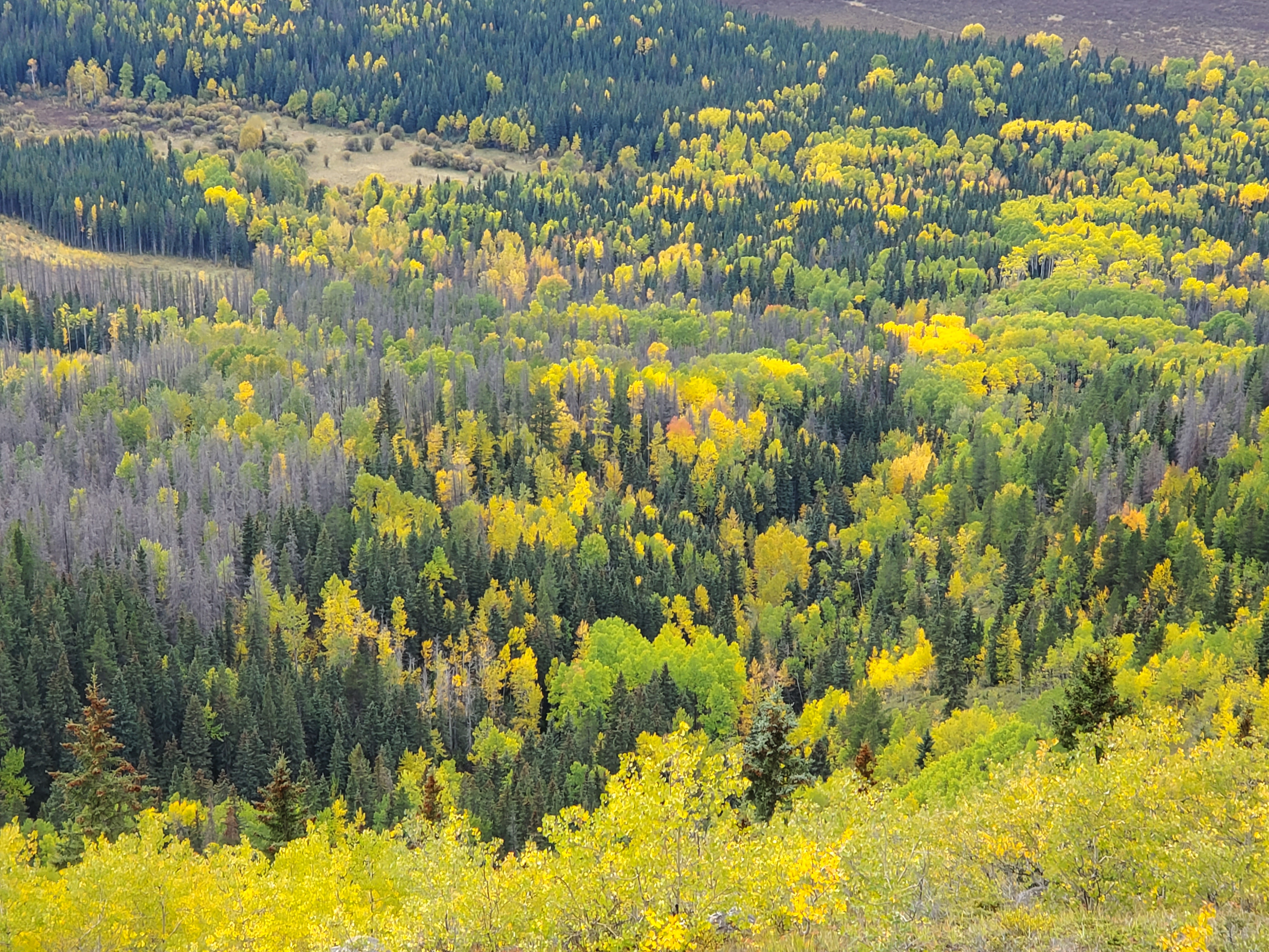 Dense forest landscape with a mix of green and yellow foliage, indicating early autumn seasonal change. Trees cover rolling hills under a cloudy sky.