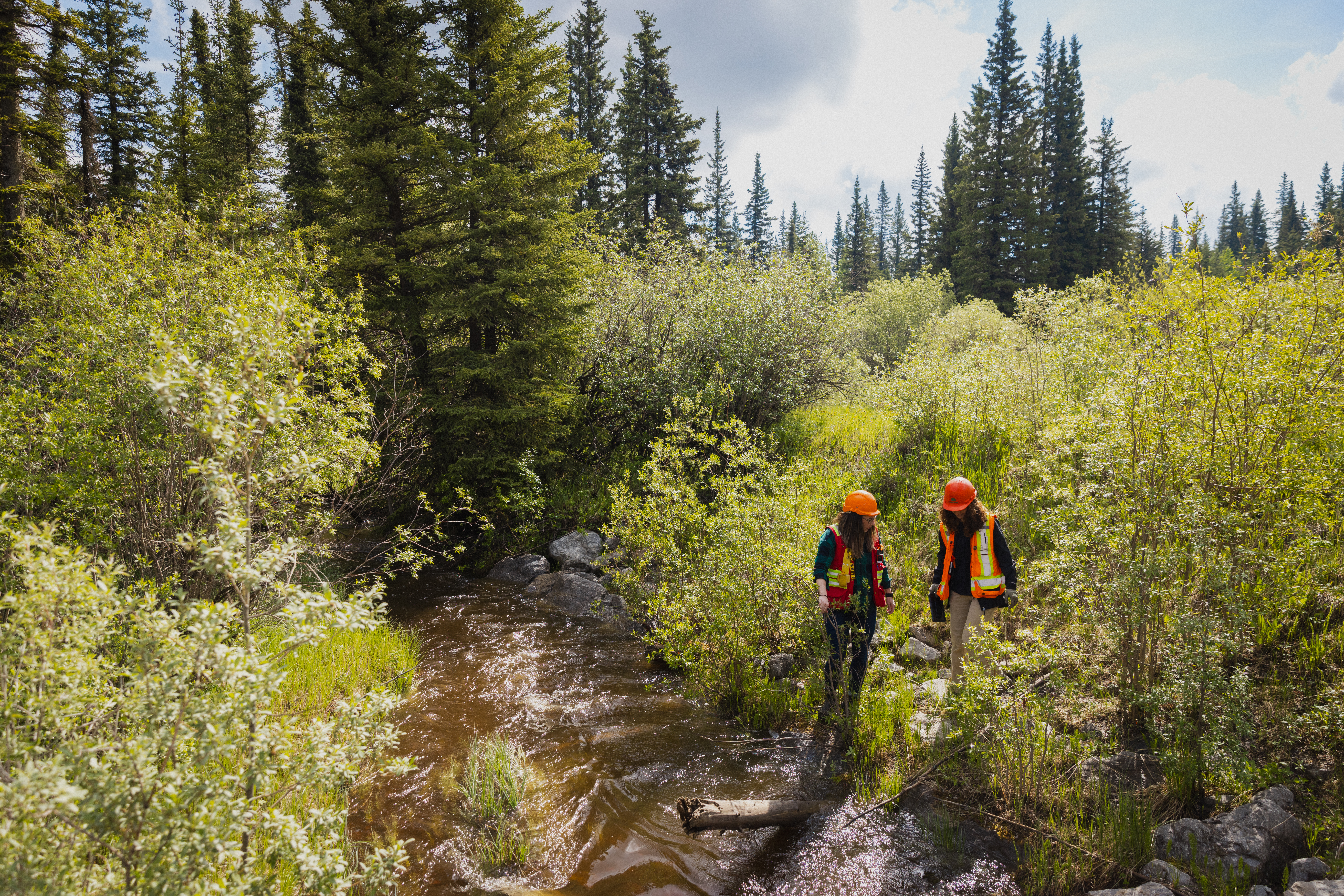 Two people wearing orange vests and hats stand next to a stream surrounded by green bushes and pine trees in a forested area.