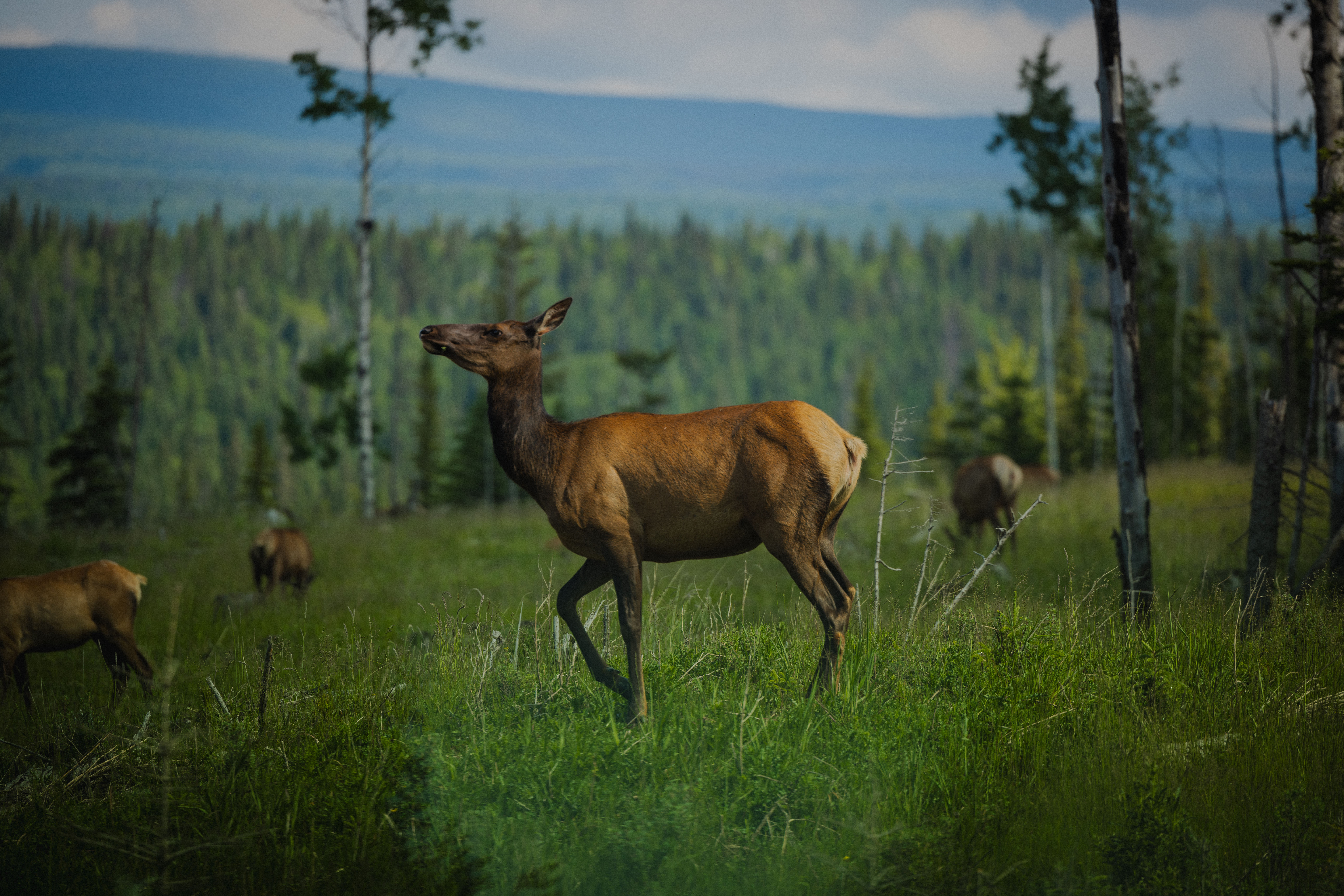 A small herd of elk grazes in a lush green meadow surrounded by trees, with mountains visible in the background.