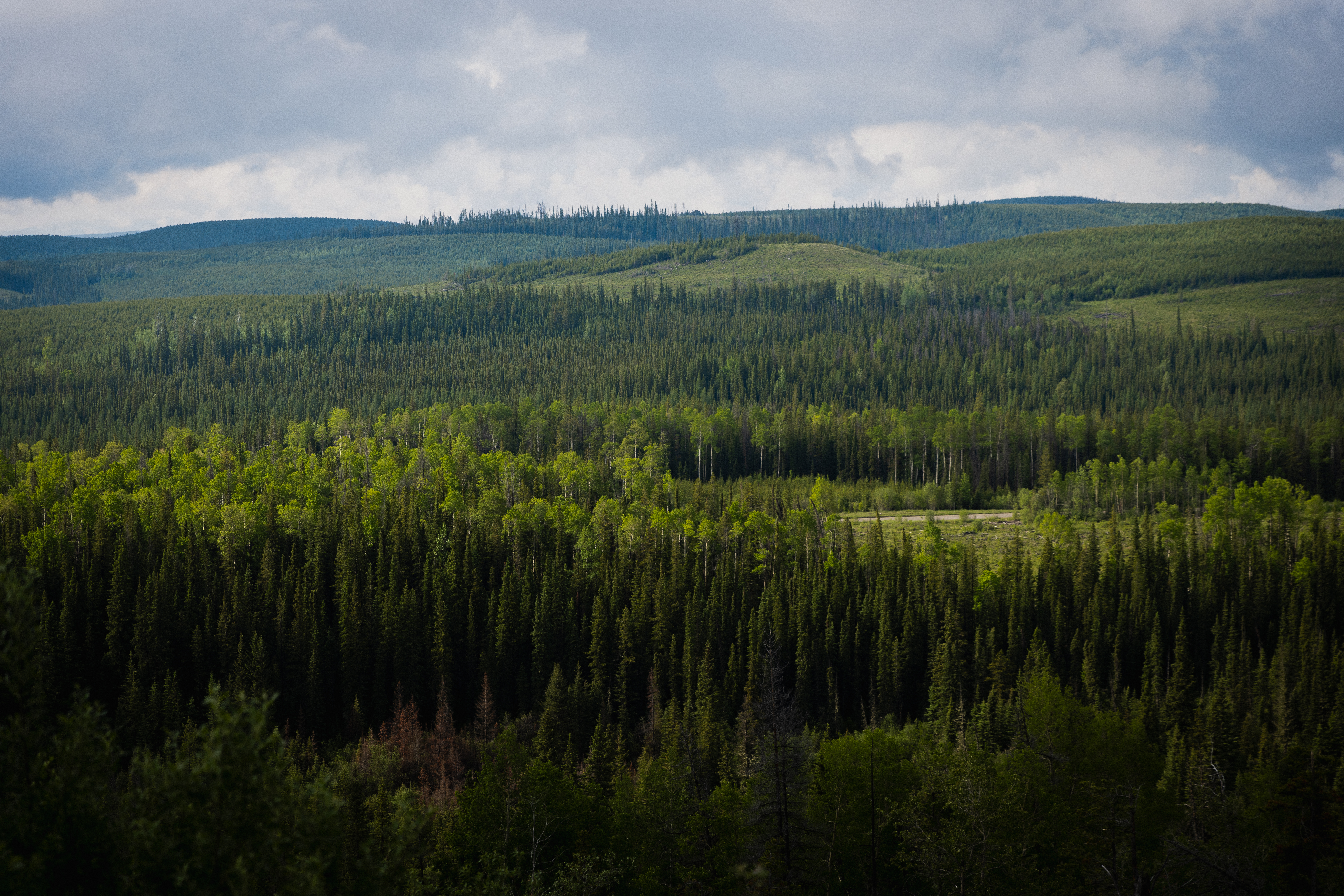A landscape view of West Fraser's Hinton Forest Management Area in Hinton, Alberta.