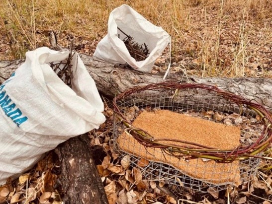 Equipment for a nest restoration includes a large wire basket climbing gear and a bag of sticks and twigs for nest material.