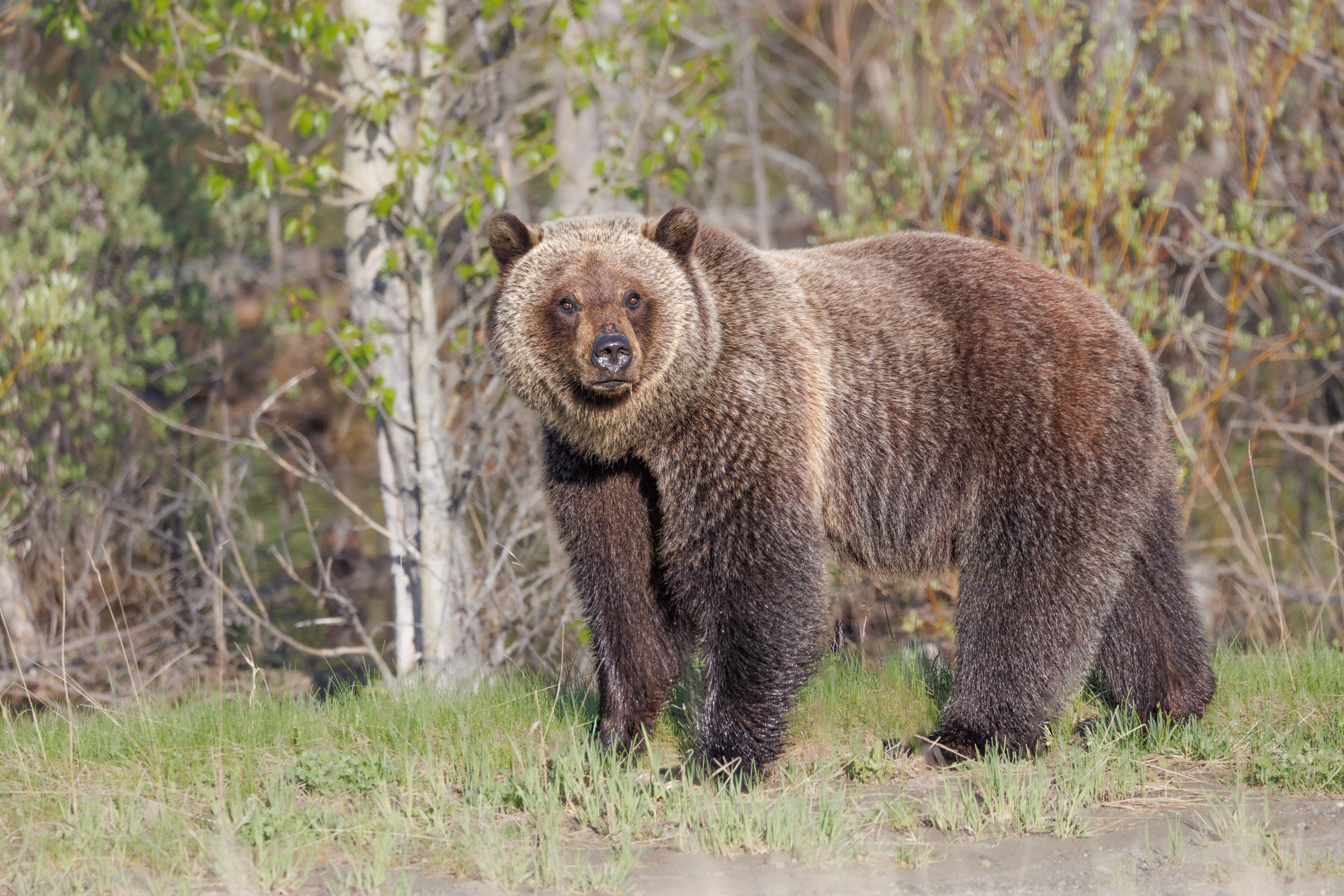 A brown grizzly bear stands on grass in front of trees, facing the camera in a natural outdoor setting.