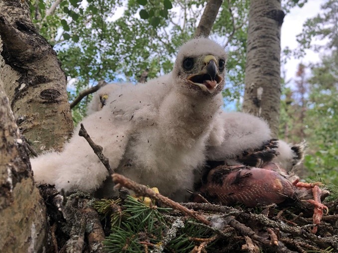 The goshawk nestling enjoying its new home.