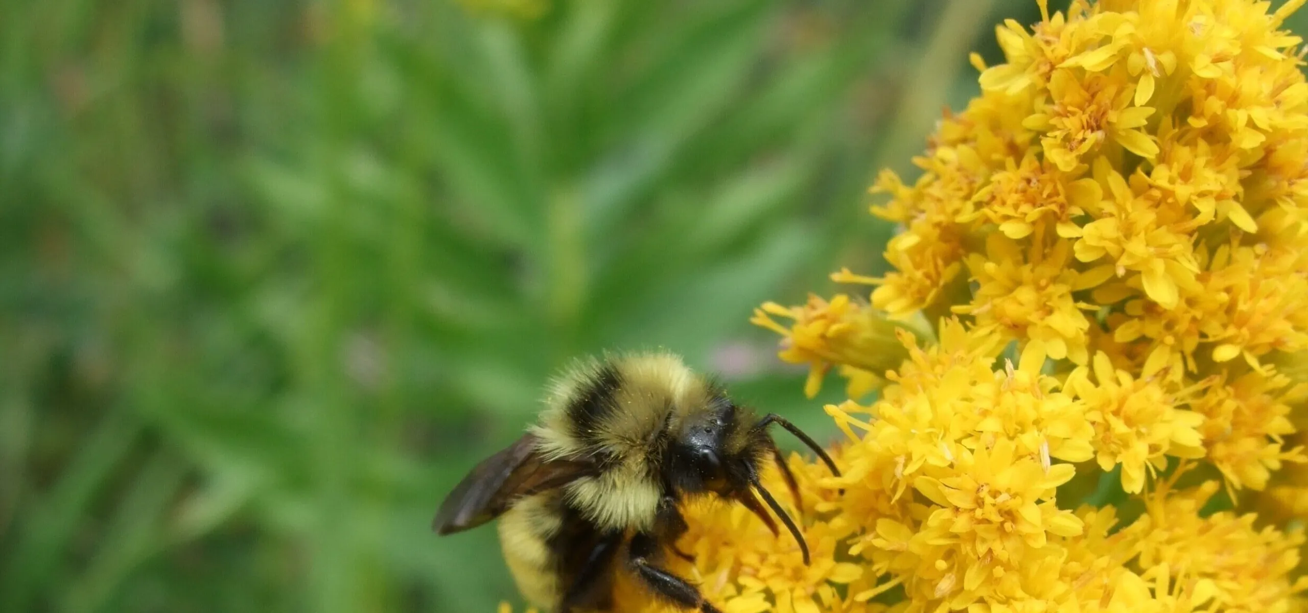 A bee collects pollen from bright yellow flowers in a garden, with a green foliage background.