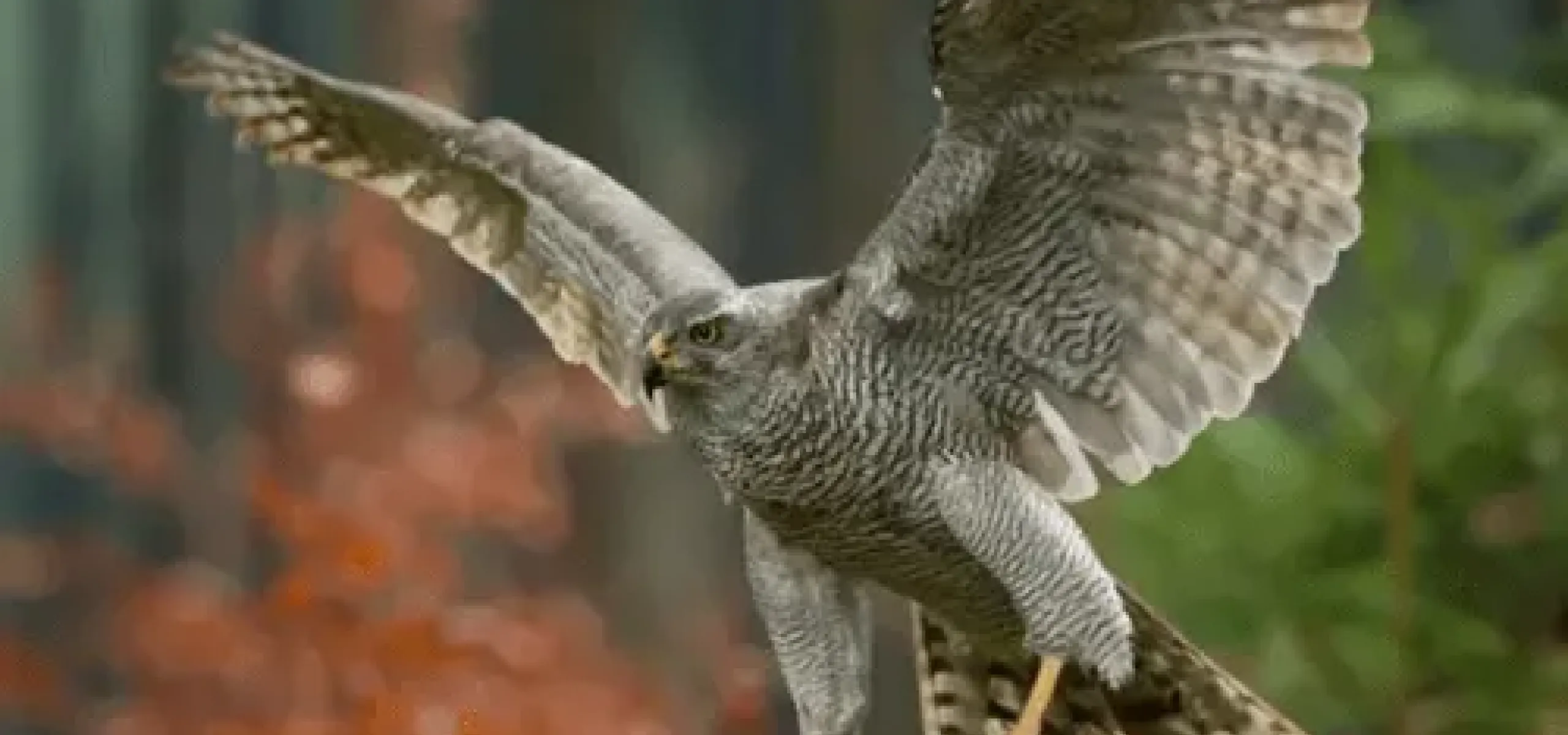 A goshawk takes flight