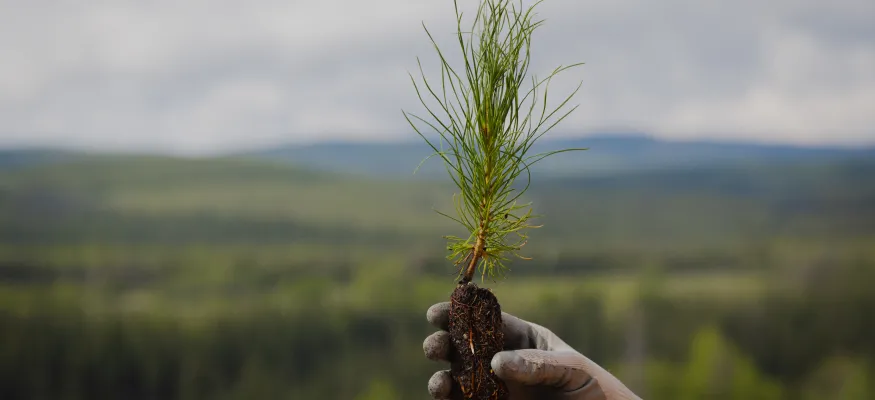 Seedling in hand