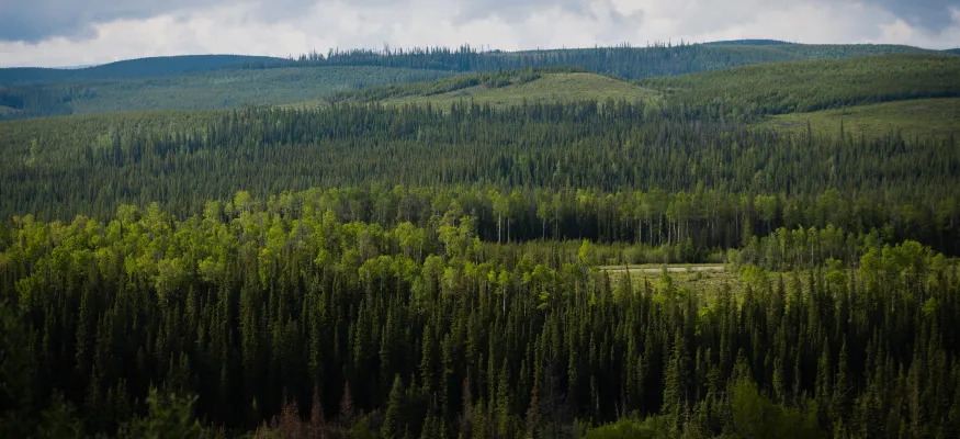 A dense forest of green trees extends across rolling hills under a cloudy sky, with varying shades of green indicating different tree types and elevations.