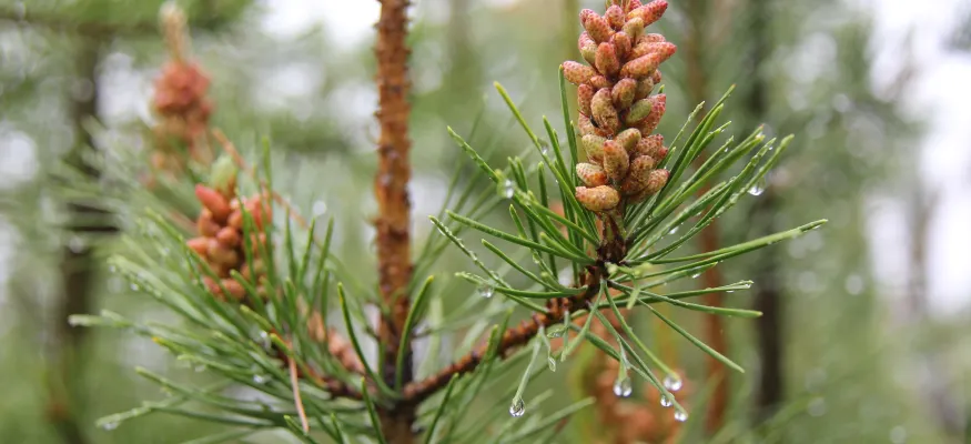 Close-up of pine tree branches with fresh green needles and young reddish pine cones, with dewdrops on the needles.
