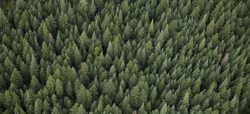 Aerial view of a dense forest filled with evergreen trees.