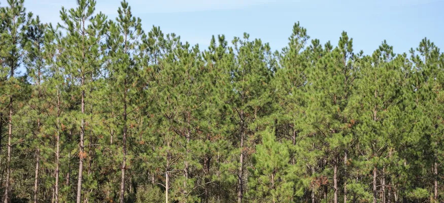 A dense forest of tall green pine trees under a clear blue sky.