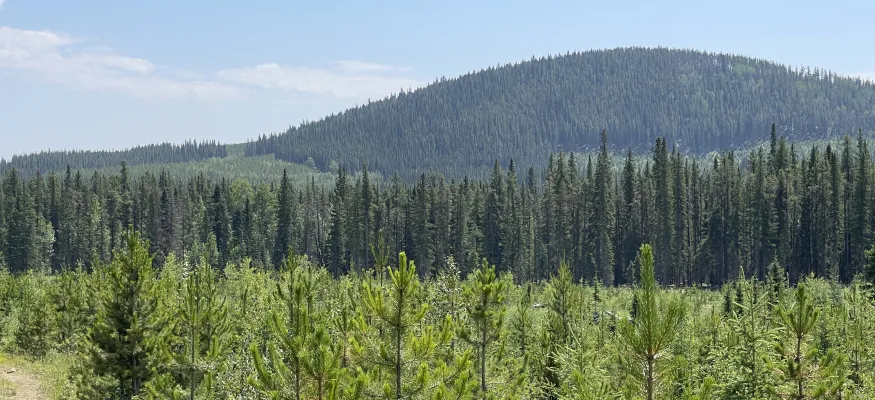 A dense forest with a variety of pine trees extends across rolling hills under a clear blue sky.