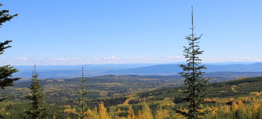 View of a landscape with evergreen trees in the foreground and a vast expanse of rolling hills covered in trees with autumn foliage, under a clear blue sky.