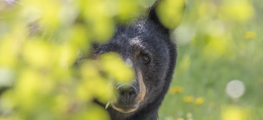 A black bear peeks through green foliage in a grassy area with scattered yellow flowers.