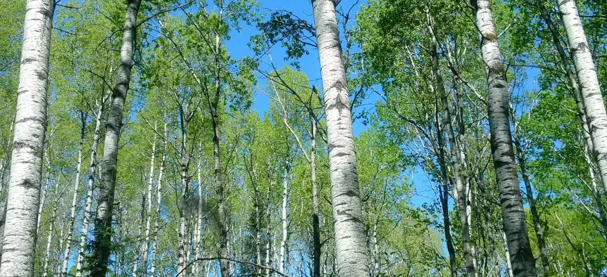 Tall birch trees with white bark and green leaves against a clear blue sky in a dense forest.