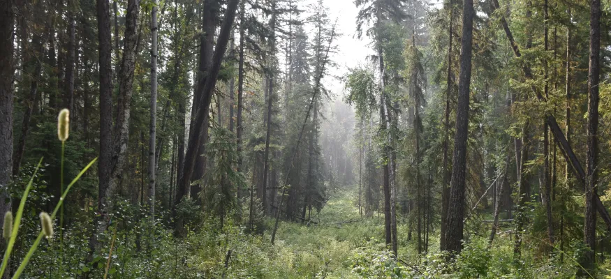 A dense forest with tall trees and lush greenery under diffused sunlight. The ground is covered with grass and small plants.