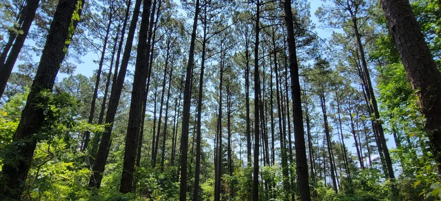 A path winds through a dense forest of tall pine trees under a clear blue sky, with sunlight filtering through the canopy.