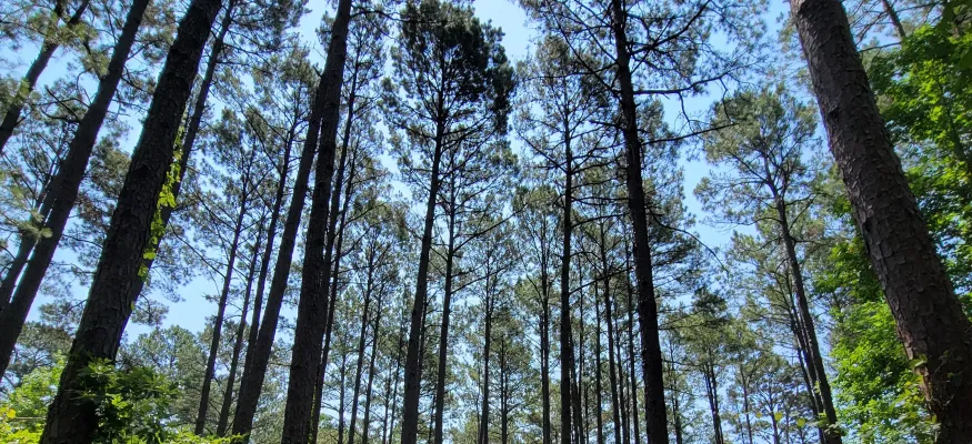 A path winds through a dense forest of tall pine trees under a clear blue sky, with sunlight filtering through the canopy.