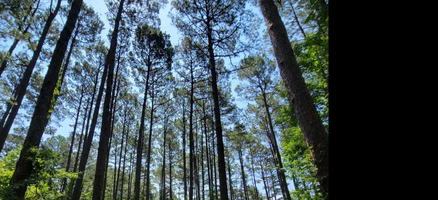 A path winds through a dense forest of tall pine trees under a clear blue sky, with sunlight filtering through the canopy.