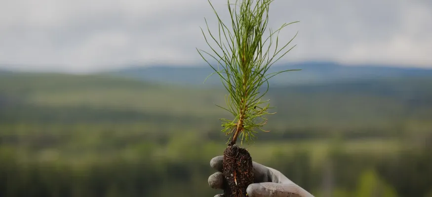 A gloved hand holds a small pine seedling with exposed roots against a blurred natural landscape.