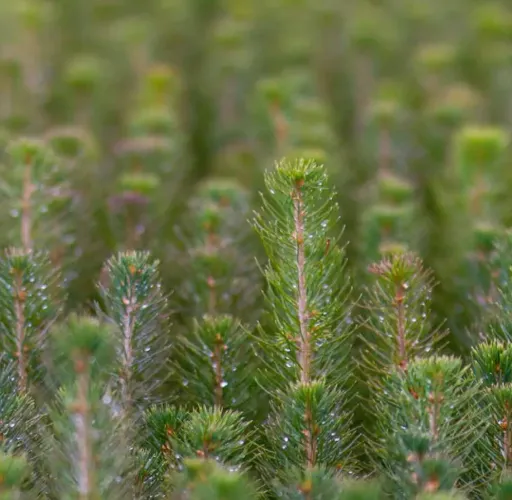 Close-up shot of many young pine tree saplings growing densely together.