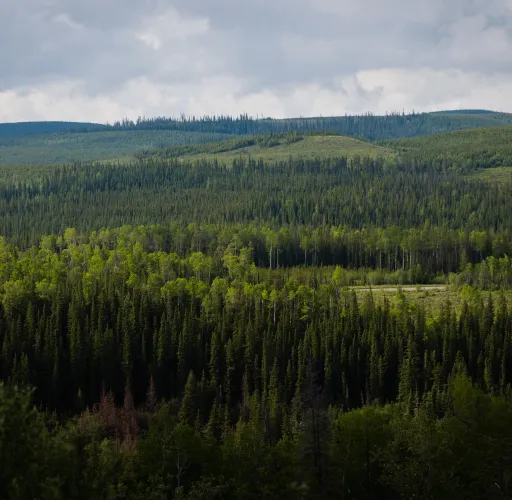 A dense forest of green trees extends across rolling hills under a cloudy sky, with varying shades of green indicating different tree types and elevations.