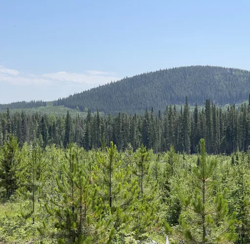 A lush forest with dense trees extends towards a rounded hill under a clear blue sky. A path is visible on the left side of the image.