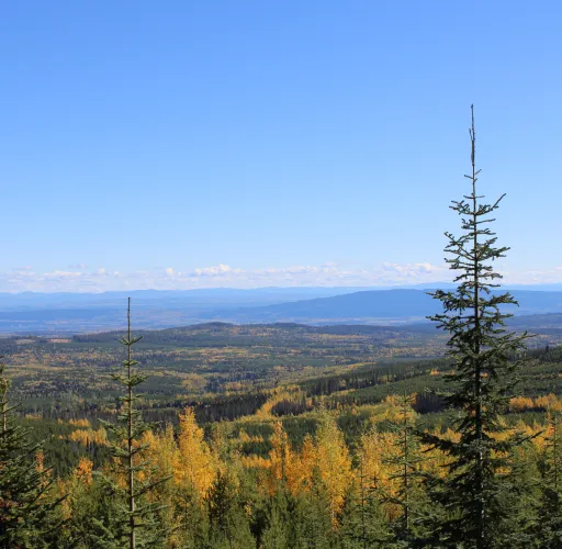 View of a landscape with evergreen trees in the foreground and a vast expanse of rolling hills covered in trees with autumn foliage, under a clear blue sky.