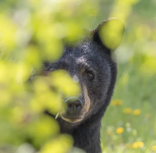 A black bear peeks through green foliage in a grassy area with scattered yellow flowers.