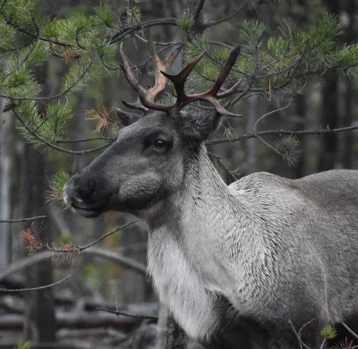 A caribou with a brown fur coat and antlers stands in a forested area, surrounded by trees and branches.