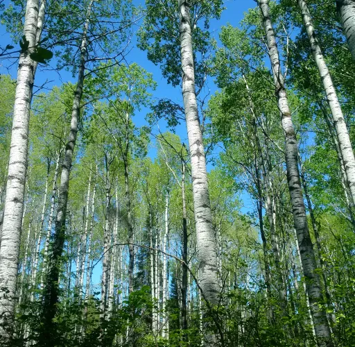 Tall birch trees with white bark and green leaves against a clear blue sky in a dense forest.