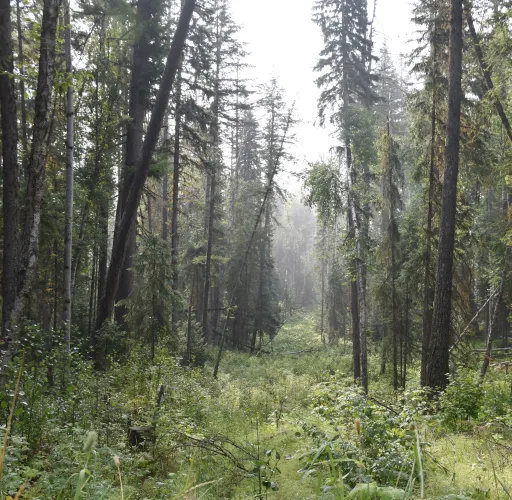 A dense forest with tall trees and lush greenery under diffused sunlight. The ground is covered with grass and small plants.