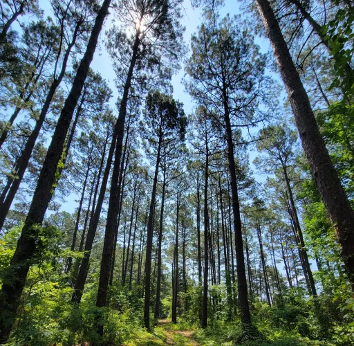 A path winds through a dense forest of tall pine trees under a clear blue sky, with sunlight filtering through the canopy.