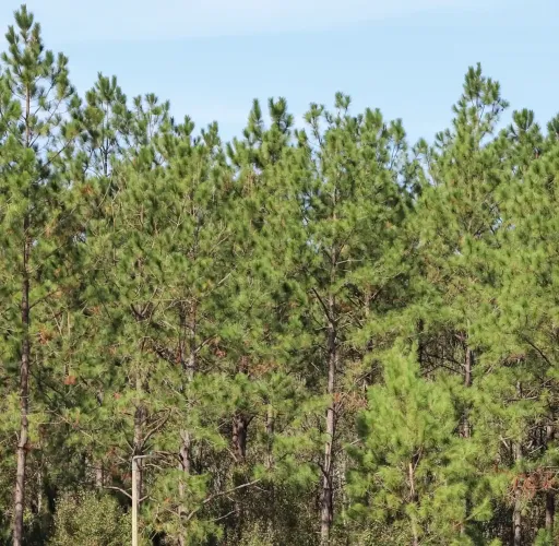 A dense group of tall pine trees stands closely together under a clear blue sky.