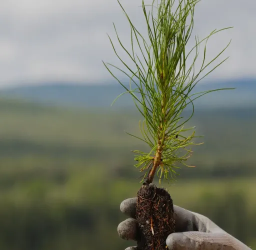 A gloved hand holds a small pine seedling with exposed roots against a blurred natural landscape.