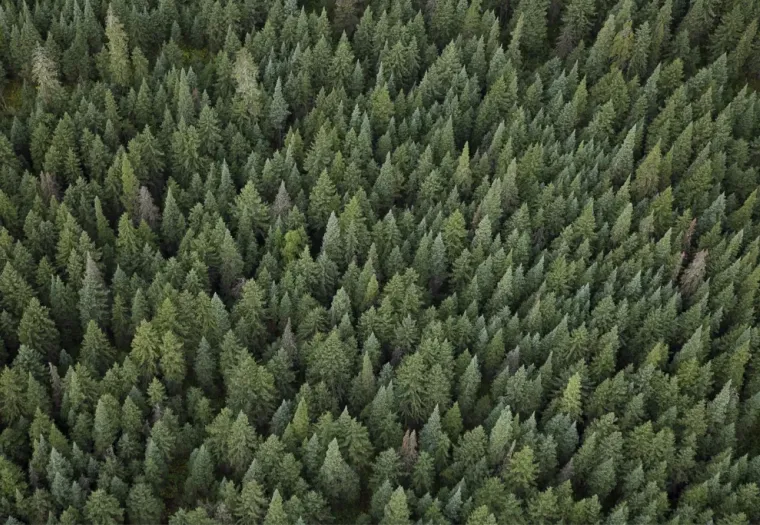 An aerial view of a dense forest filled with numerous green coniferous trees, creating a lush canopy.