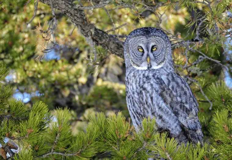 A gray owl with striking yellow eyes perched on a tree branch amid green pine needles.