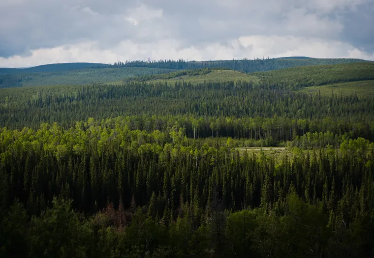 A dense forest of green trees extends across rolling hills under a cloudy sky, with varying shades of green indicating different tree types and elevations.