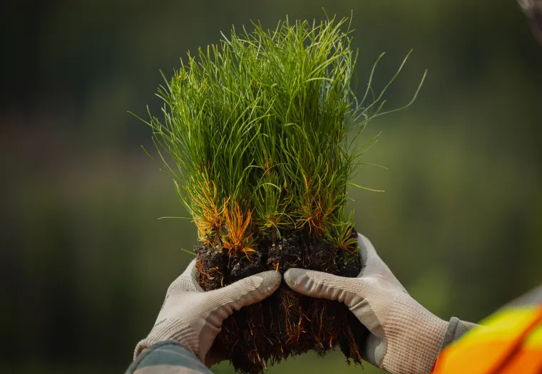 Person wearing gloves holding a bunch of small, green plants with soil attached, in an outdoor setting.