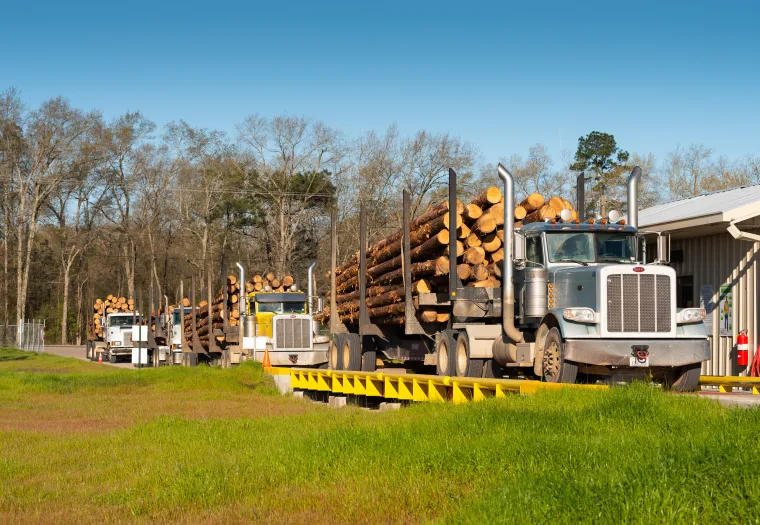 Three trucks loaded with cut logs wait on a yellow platform near a building, with trees in the background under a clear sky.