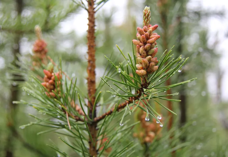 Close-up of pine tree branches with fresh green needles and young reddish pine cones, with dewdrops on the needles.
