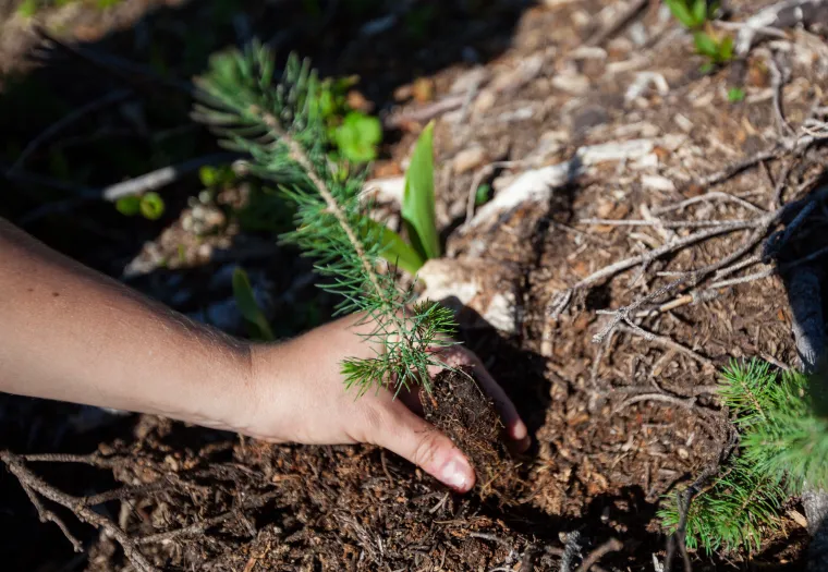 A hand is planting a small sapling in the ground on soil surrounded by dried leaves and small twigs.