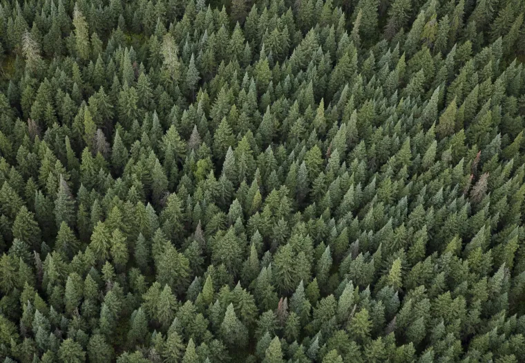 Aerial view of a dense forest filled with evergreen trees.