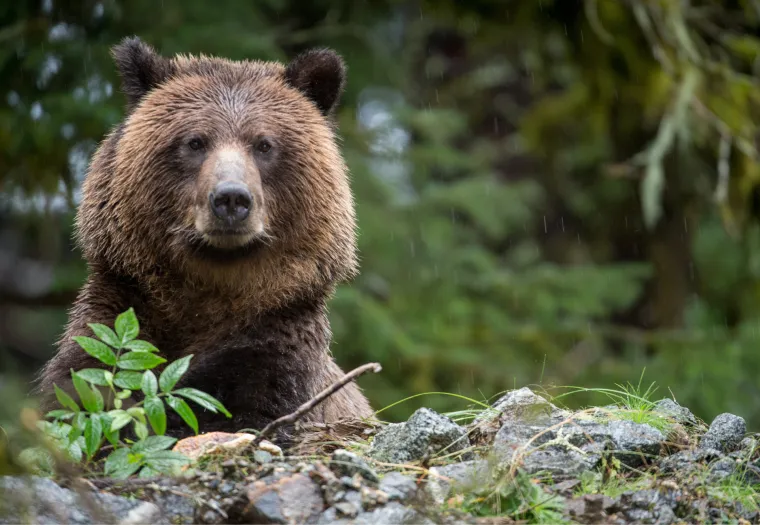 A grizzly bear stands on its hind legs among rocks and plants with a forested background.