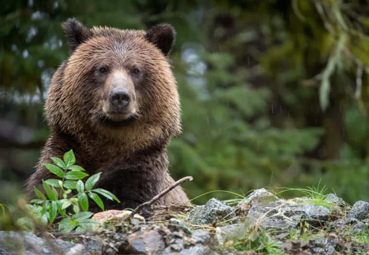 A grizzly bear stands on its hind legs among rocks and plants with a forested background.