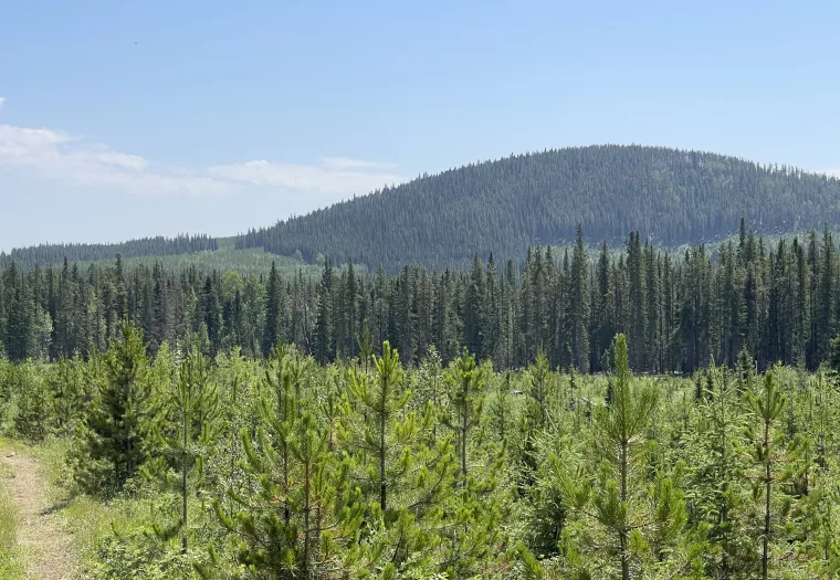 A dense forest with a variety of pine trees extends across rolling hills under a clear blue sky.
