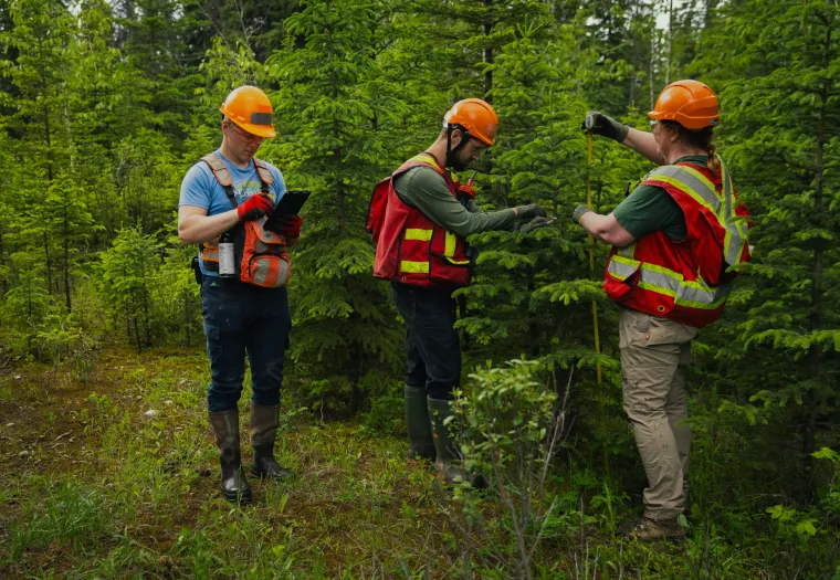 Three workers in high-visibility vests and helmets examine small trees in a forest, with one taking notes, another inspecting greenery, and the third taking a photo.