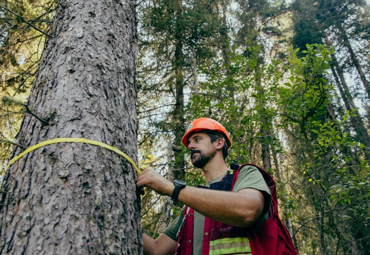 A person in a red vest and orange helmet measures the circumference of a tree with a measuring tape in a forest.