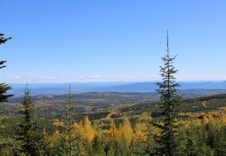 View of a landscape with evergreen trees in the foreground and a vast expanse of rolling hills covered in trees with autumn foliage, under a clear blue sky.
