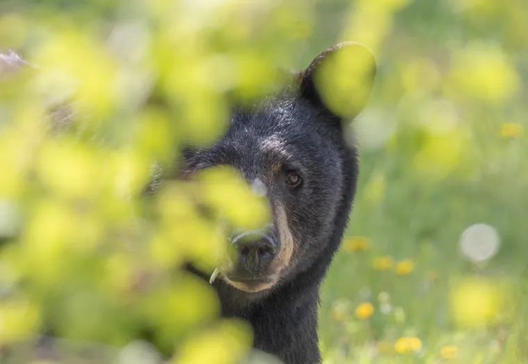 A black bear peeks through green foliage in a grassy area with scattered yellow flowers.