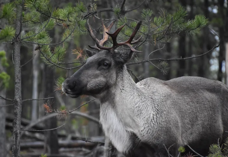 A caribou with a brown fur coat and antlers stands in a forested area, surrounded by trees and branches.